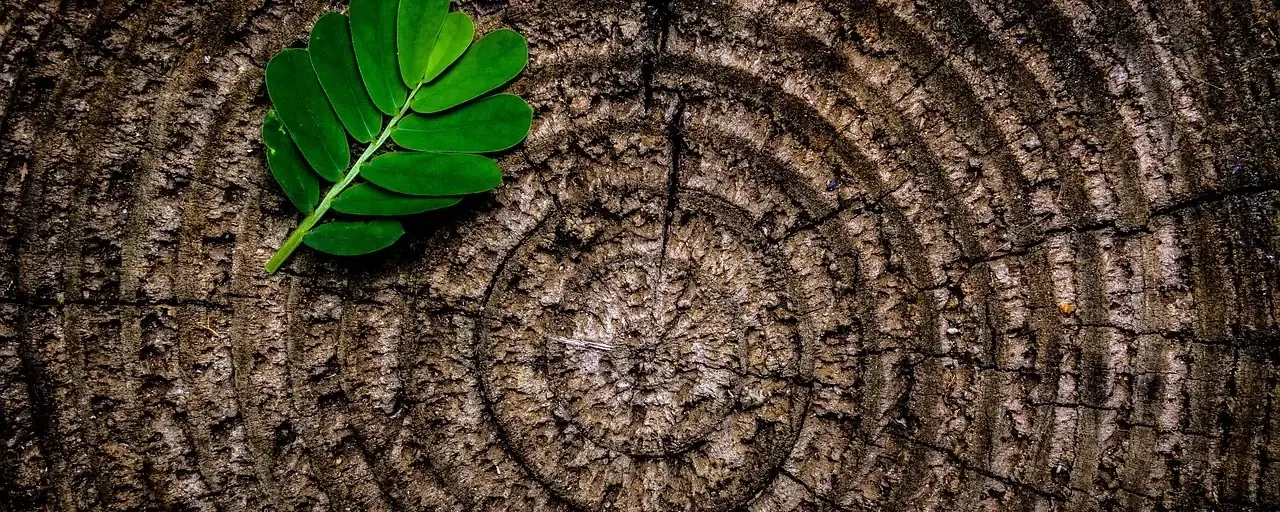 A green leaf resting on the annual rings of a tree stump